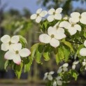 Cornus 'Norman Hadden' - 3