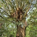 Salix Alba - 4