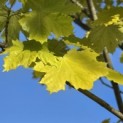 Acer platanoides 'Princeton Gold' - Foto 1