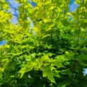Acer platanoides 'Princeton Gold' - Foto 5