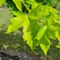 Acer platanoides 'Princeton Gold' - Foto 4