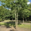 Gleditsia triacanthos ‘Inermis' - 2