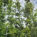 Quercus ilex - 5