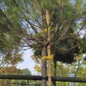 Pinus Pinea - 2