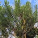 Pinus Pinea - 3