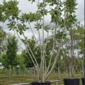 Rhus typhina - 3