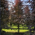 Fagus sylvatica 'Atropunicea' - mei 2026
