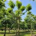 Platanus cultivar - Foto 1