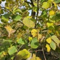 Tilia cordata 'Greenspire' - Foto 2
