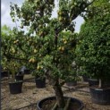 Pyrus c. 'Conference' - 4