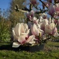Magnolia soulangeana - Foto 1