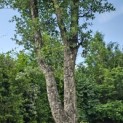 Quercus Suber - 8