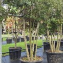 Quercus ilex - 4