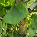 Ginkgo Biloba Fastigiata 'Blagon' - 3