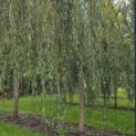Salix x sepulcralis 'Chrysocoma' - Foto 1