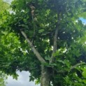 Platanus cultivar - Foto 3