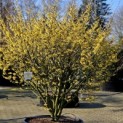 Hamamelis x intermedia 'Arnold Promise' - 3