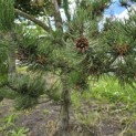 Pinus nigra Oregon Green - Foto 3
