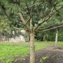 Pinus nigra - Foto 1