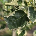 Liriodendron tulipifera 'Snowbird' - 7