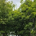 Acer palmatum - 2