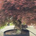 Acer palmatum 'Dragon's fire' - Foto 4