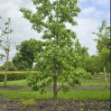 Liquidambar styraciflua - 2
