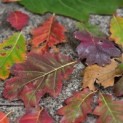 Quercus rubra - impressie herfstkleuren Amerikaanse eik