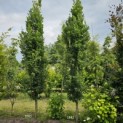 Quercus robur 'Fastigiata' - 1