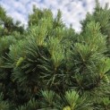 Pinus sylvestris 'Watereri' - 3