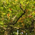 Platanus x hispanica - november 2024