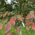 Amelanchier arborea 'Robin Hill' - Foto 1