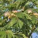 Albizia julibrissin - 3