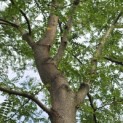 Gleditsia triacanthos ‘Inermis’ - 5