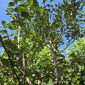 Malus domestica 'Notarisappel' - Foto 1