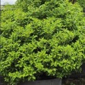 Prunus Lusitanica - juni 2026