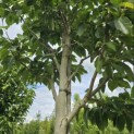 Magnolia 'Wada's Memory' - Foto 5