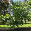 Liquidambar styraciflua op voetstam - Foto 1