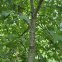 Liquidambar styraciflua op voetstam - Foto 2