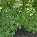 Liquidambar styraciflua op voetstam - Foto 3