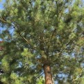Pinus sylvestris - 2