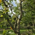 Carpinus Betulus - 2