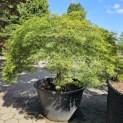 Acer palmatum 'Dissectum' - Foto 7