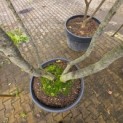 Quercus ilex - 1