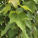 Acer rubrum 'Summer Red' - 1