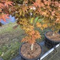 Acer palmatum 'Atropurpureum' - Foto 3
