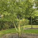 Acer negundo - 3