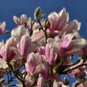 Magnolia 'Soulangeana' - Foto 5