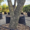 Quercus Suber - Foto 6
