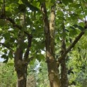Platanus x Hispanica - Foto 4